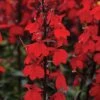 Lobelia 'Starship Scarlet' 2 Lobelia 'Starship Scarlet' -Outlet Hompson-morgan Store LOBE T58683 A h