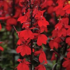Lobelia 'Starship Scarlet'