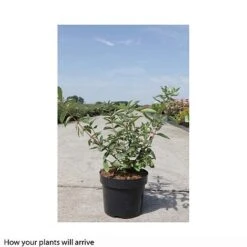 Lonicera Kamtschatica 'Balalaika' -Outlet Hompson-morgan Store LONI T66330 B h