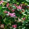 Lonicera Tatarica 'Hack's Red' 2 Lonicera Tatarica 'Hack's Red' -Outlet Hompson-morgan Store LONI T66346 A