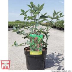 Lonicera Tatarica 'Hack's Red' -Outlet Hompson-morgan Store LONI T66346 B