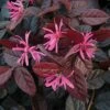 Loropetalum Chinense Var. Rubrum 'Fire Dance' -Outlet Hompson-morgan Store LORO T55657 B h