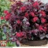 Loropetalum Chinense Var. Rubrum 'Ever Red' -Outlet Hompson-morgan Store LORO TKA8393 A