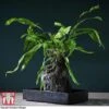 Lova Plant On Lava Rock - Gift -Outlet Hompson-morgan Store LOVA WKB4651 A1