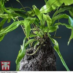 Lova Plant On Lava Rock - Gift -Outlet Hompson-morgan Store LOVA WKB4651 B1