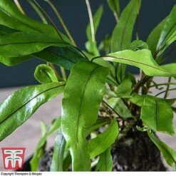 Lova Plant On Lava Rock - Gift -Outlet Hompson-morgan Store LOVA WKB4651 C1