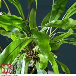 Lova Plant On Lava Rock - Gift -Outlet Hompson-morgan Store LOVA WKB4651 D1