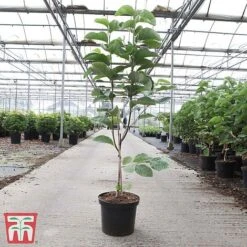 Magnolia X Loebneri 'Wildcat' -Outlet Hompson-morgan Store MAG TKA3238 A