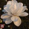 Magnolia X Loebneri 'Mag's Pirouette' -Outlet Hompson-morgan Store MAGN KA9659 A