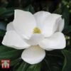Magnolia Grandiflora 'Alta' -Outlet Hompson-morgan Store MAGN KB0613 B
