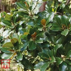 Magnolia Grandiflora 'Alta' -Outlet Hompson-morgan Store MAGN KB0613 F