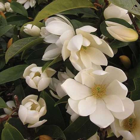 Magnolia 'Fairy Cream' 3 Magnolia 'Fairy Cream'