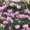 Magnolia 'Heaven Scent' 2 Magnolia 'Heaven Scent' -Outlet Hompson-morgan Store MAGN T58214 A h
