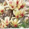 Magnolia Denudata 'Sunrise' (Patio Standard) -Outlet Hompson-morgan Store MAGN T59763 A