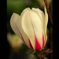 Magnolia Denudata 'Sunrise' (Patio Standard) -Outlet Hompson-morgan Store MAGN t59763 A1