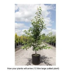 Outlet Hompson-morgan Store -Outlet Hompson-morgan Store MALU T68433 B h