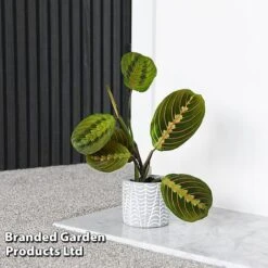 Maranta Leuconeura 'Fascinator' -Outlet Hompson-morgan Store MARA FASCINATO T438211