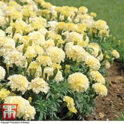Marigold 'French Vanilla' F1 Hybrid -Outlet Hompson-morgan Store MARI P4020 D
