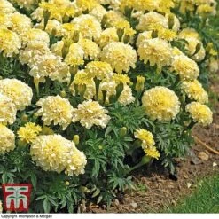Marigold 'French Vanilla' F1 Hybrid -Outlet Hompson-morgan Store MARI P4020 E