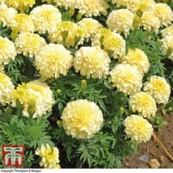 Marigold 'French Vanilla' F1 Hybrid -Outlet Hompson-morgan Store MARI P4020 F