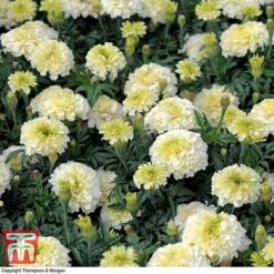 Marigold 'French Vanilla' F1 Hybrid -Outlet Hompson-morgan Store MARI P4020 G