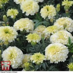 Marigold 'French Vanilla' F1 Hybrid -Outlet Hompson-morgan Store MARI P4020 H
