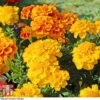 Marigold F1 'Zenith Mixed' 2 Marigold F1 'Zenith Mixed' -Outlet Hompson-morgan Store MARI P92376 E