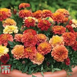 Marigold 'Strawberry Blonde' -Outlet Hompson-morgan Store MARI T67436 B