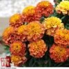 Marigold 'Strawberry Blonde' 1 Marigold 'Strawberry Blonde' -Outlet Hompson-morgan Store MARI T67436 F