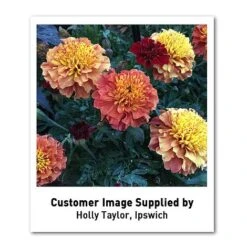 Marigold 'Strawberry Blonde' -Outlet Hompson-morgan Store MARI T67436 U2 h