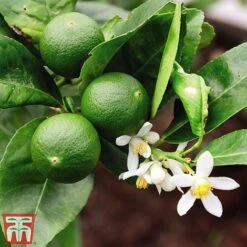 The Marmalade Collection - Gift -Outlet Hompson-morgan Store MARM KC5987 B