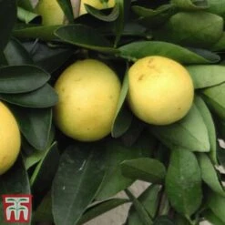 The Marmalade Collection - Gift -Outlet Hompson-morgan Store MARM KC5987 C