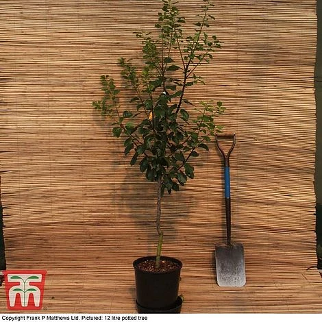 Plum 'Marjorie's Seedling' 4 Plum 'Marjorie's Seedling' - Image 2