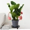 Medinilla Magnifica 'Flamenco' -Outlet Hompson-morgan Store MEDI FLAMENCO T49631