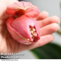 Medinilla Magnifica 'Flamenco' -Outlet Hompson-morgan Store MEDI FLAMENCO T49635
