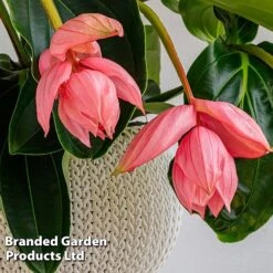Medinilla Magnifica 'Flamenco' -Outlet Hompson-morgan Store MEDI FLAMENCO W48807