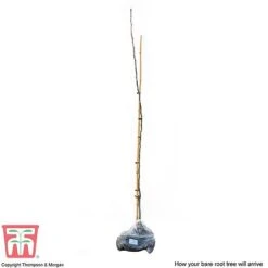 Medlar 'Nottingham' -Outlet Hompson-morgan Store MEDL CWW3404 C