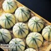 Melon 'Anasta' (Grafted) -Outlet Hompson-morgan Store MELO KC7933