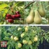 Fruit Tree Collection (Mini Fruit Tree) -Outlet Hompson-morgan Store MINI T56849 A2
