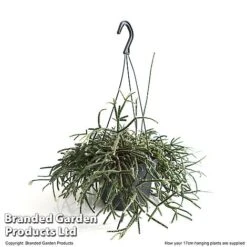 House Plants Hanging Mixed -Outlet Hompson-morgan Store MIXD HOUSE17CM T48974