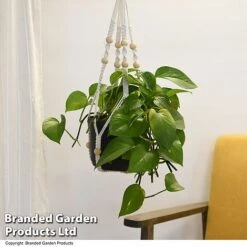 House Plants Hanging Mixed -Outlet Hompson-morgan Store MIXD HOUSEPLAN T49028