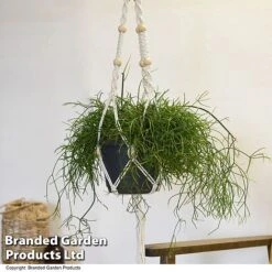 House Plants Hanging Mixed -Outlet Hompson-morgan Store MIXD HOUSEPLAN T49031