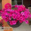 Pink Shockwave Preplanted Hanging Basket -Outlet Hompson-morgan Store MIXD PINKSHOCK S35541