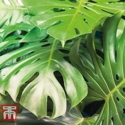 Monstera Deliciosa -Outlet Hompson-morgan Store MONS TKA2925 C