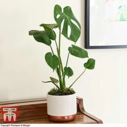 Monstera Deliciosa -Outlet Hompson-morgan Store MONS TKA2925 D