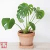 Monstera Deliciosa -Outlet Hompson-morgan Store MONS TKA2925 E