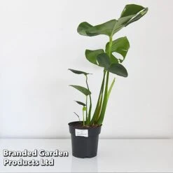 Monstera Deliciosa -Outlet Hompson-morgan Store MONS DELIC17CM T43809