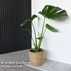 Monstera Deliciosa -Outlet Hompson-morgan Store MONS DELICIOSA T43810