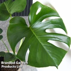 Monstera Deliciosa -Outlet Hompson-morgan Store MONS DELICIOSA T43812
