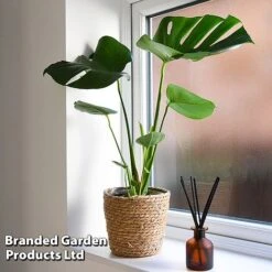 Monstera Deliciosa -Outlet Hompson-morgan Store MONS DELICIOSA T43814